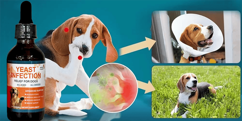 Puppy Yeast Relief Agent
