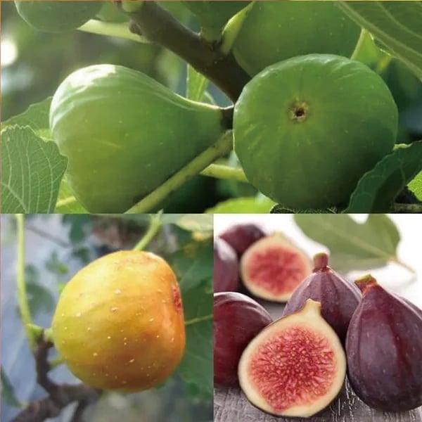 🏆 New Harvest🌿Brown Turkey Fig Seeds –High Yield & Easy to Grow (Container Friendly & 99% Germination)
