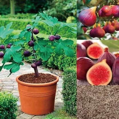 🏆 New Harvest🌿Brown Turkey Fig Seeds –High Yield & Easy to Grow (Container Friendly & 99% Germination)